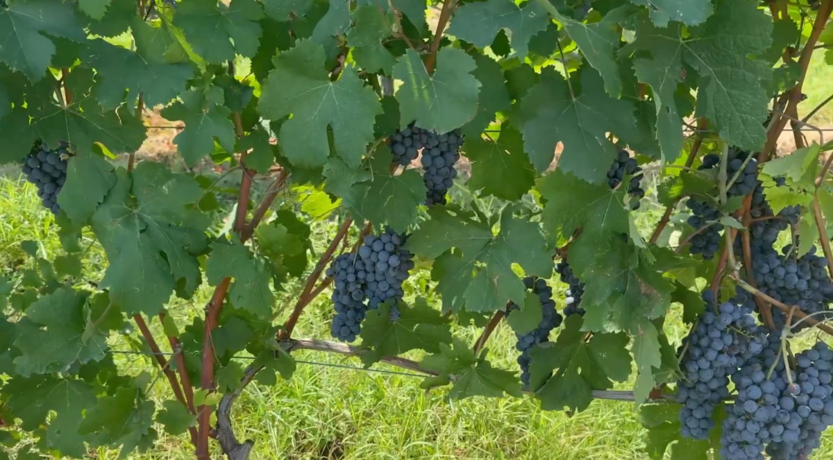 Wine.jpg