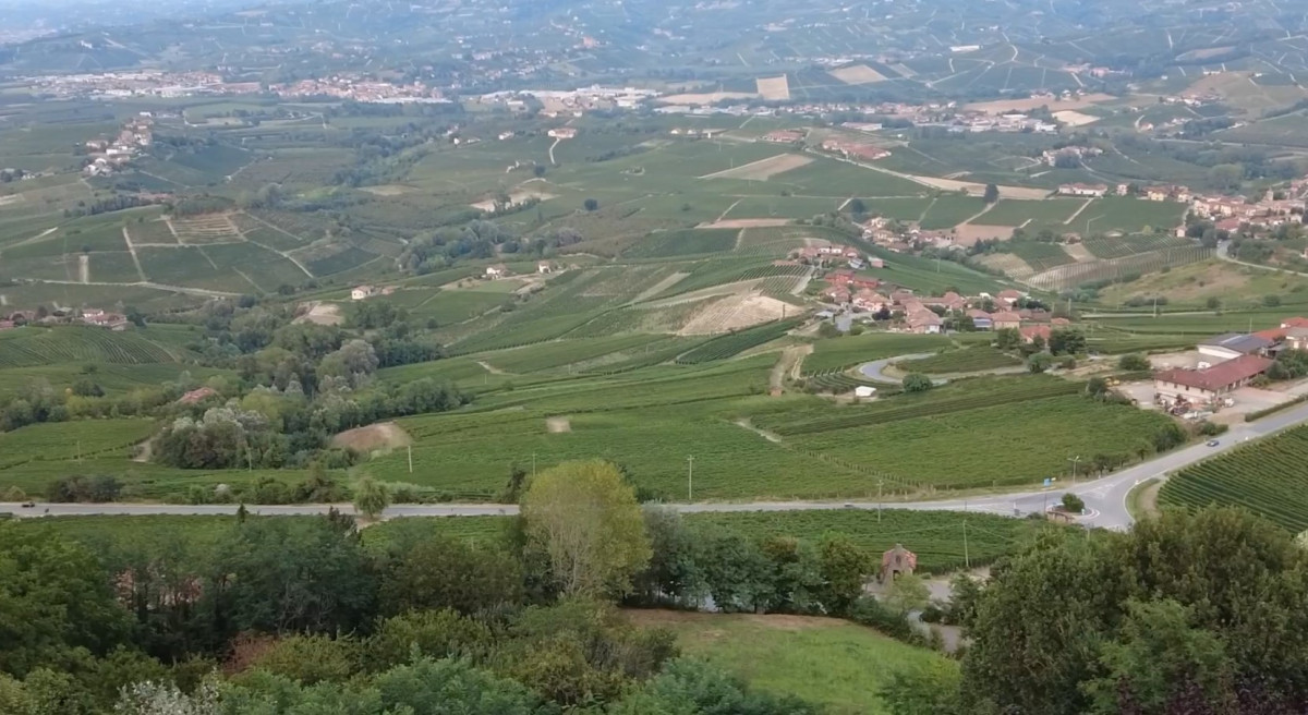 Wine field.jpg